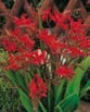 Crocosmia LUCIFER